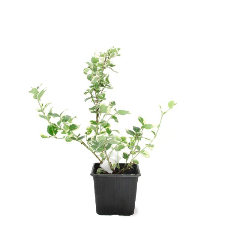 Fusain de Fortune 'Emerald Gaiety' (Euonymus fortunei 'Emerald Gaiety') - Godet - Taille 13/25cm - Pépinières Naudet - Image 2