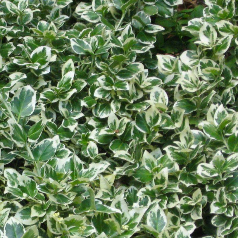 Fusain de Fortune 'Emerald Gaiety' (Euonymus fortunei 'Emerald Gaiety') - Godet - Taille 13/25cm - Pépinières Naudet