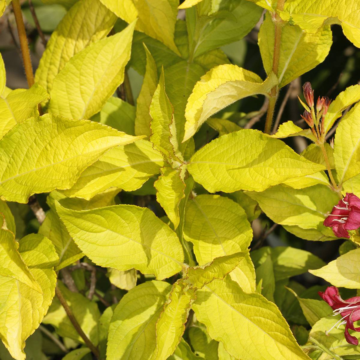 Weigela Briant Rubidor Olympiade Pot de 4L/5L - Image 1