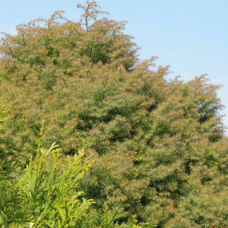 Cèdre du Japon Elegans, Cryptomeria - Pot de 3L - 20/40 cm - Imagen 1