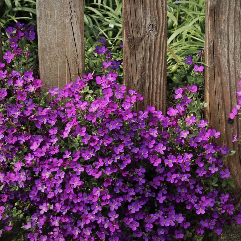 Aubriète Royal Red à fleurs Rouge/ - feuillage Persistant - Godet - 5/20 cm - Imagen 3