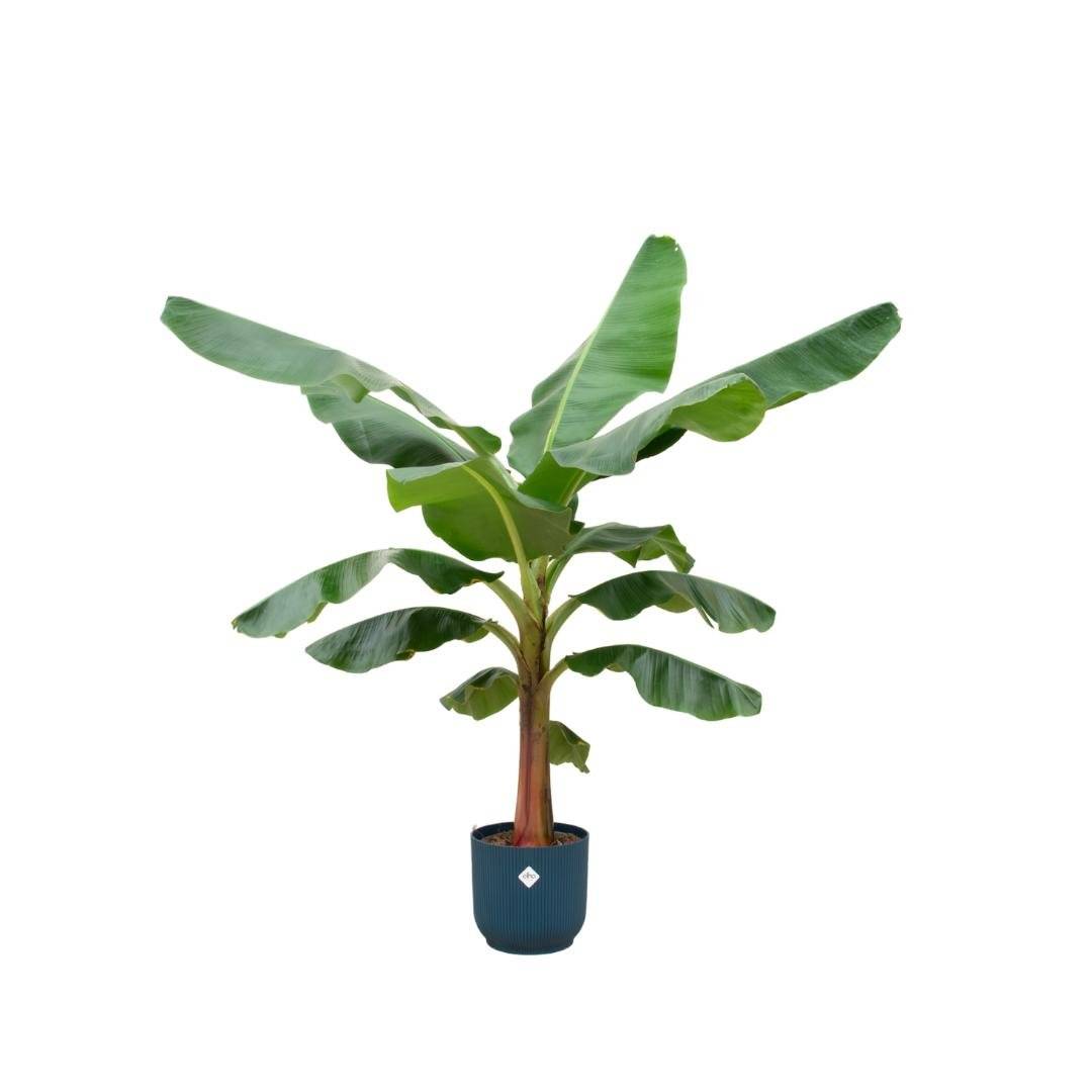La Green Touch - Bananier Musa 150cm et son pot- La Green Touch Bleu foncé - Hauteur 150cm