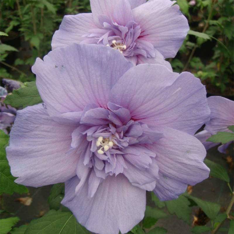 Hibiscus syriacus Blue Chiffon - Althea bleu double Pot de 6L/7L - Image 1
