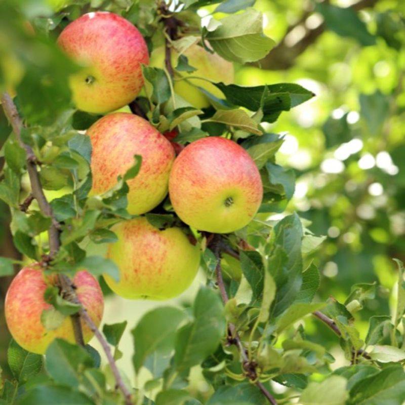 Pommier 'Elstar' (Malus domestica 'Elstar') - Scion de 80 à 100cm - Pépinières Naudet - Imagen 1