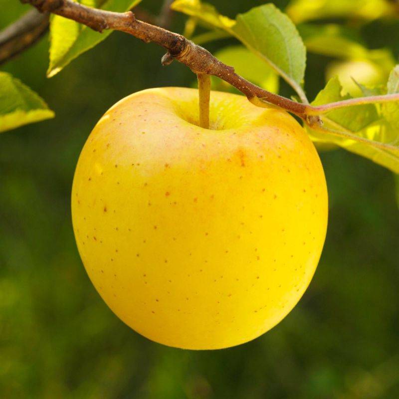 Pommier 'Golden Delicious' (Malus domestica 'Golden Delicious') - Scion de 80 à 100cm - Pépinières Naudet - Imagen 1