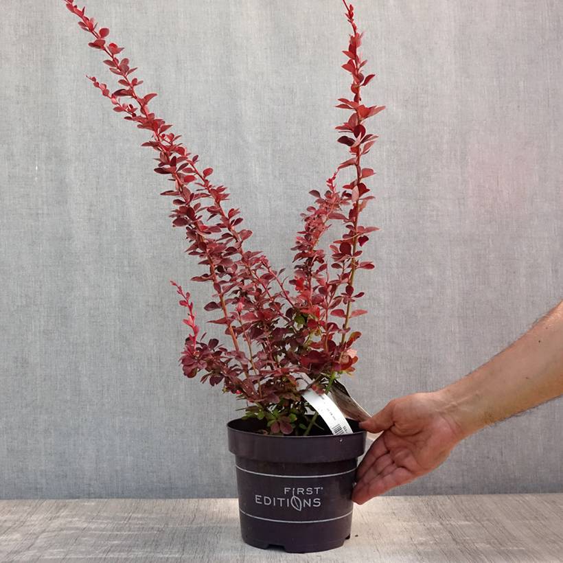 Berberis thunbergii Toscana Pot de 2L/3L - Image 2