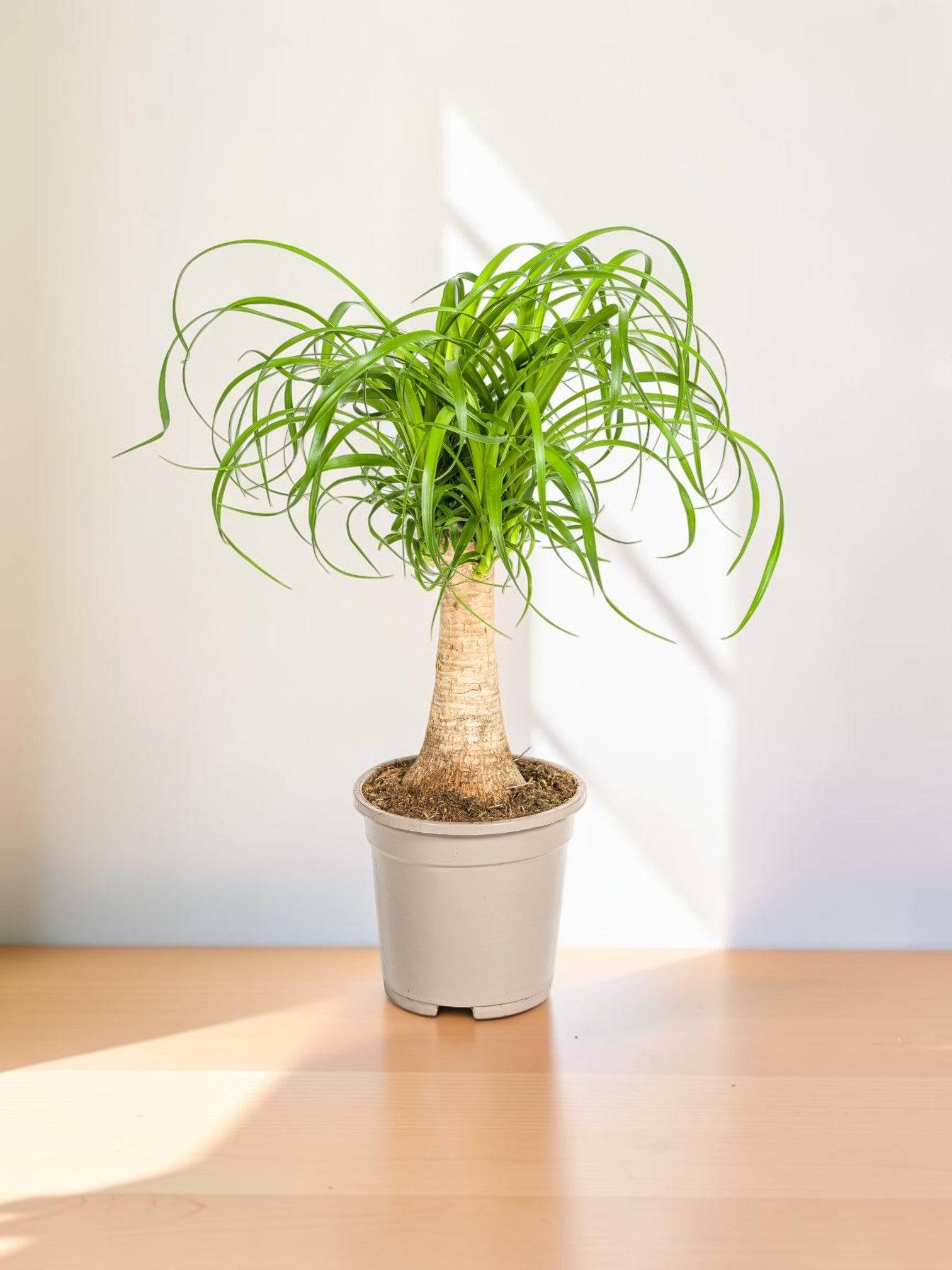 Beaucarnea Recurvata Tige Ø17 Cm - D17 H40cm