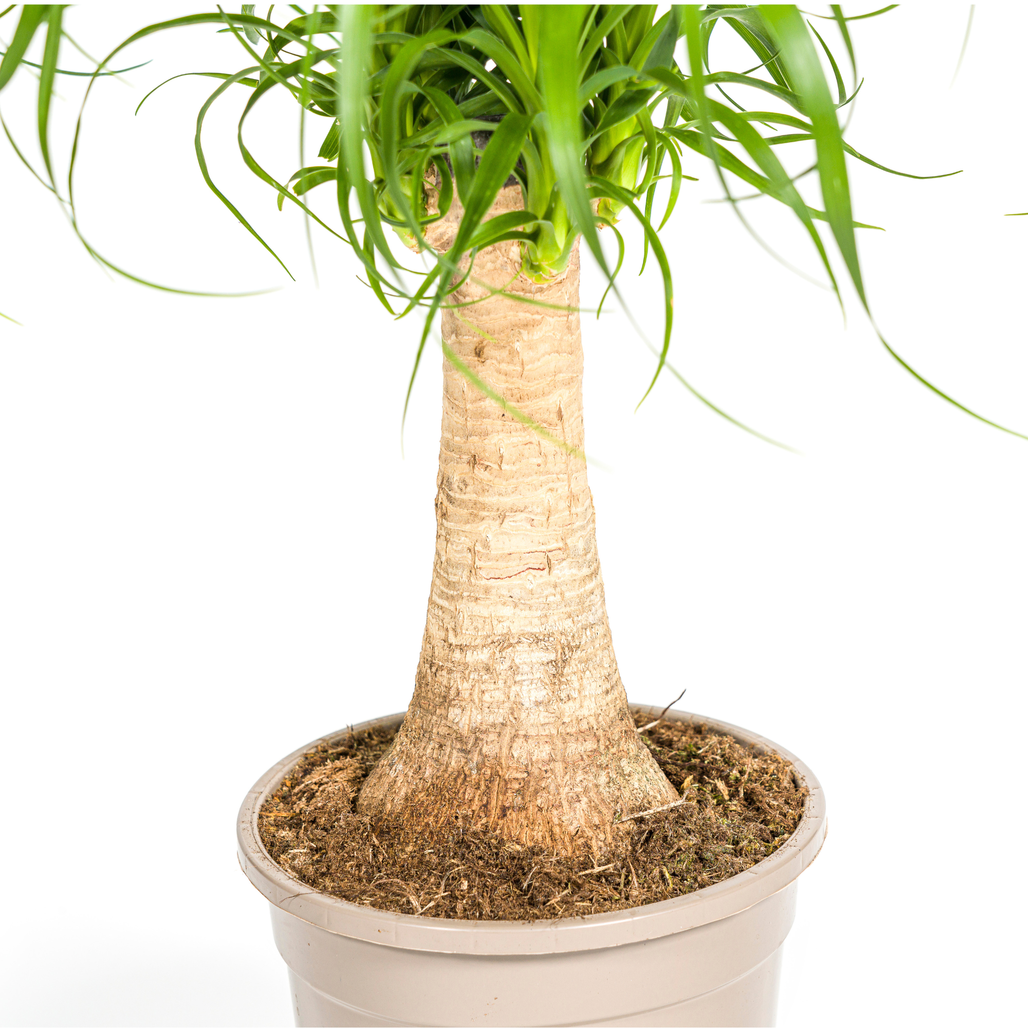 La Green Touch - Beaucarnea Recurvata Tige Ø17 Cm - D17 H40cm - Image 4