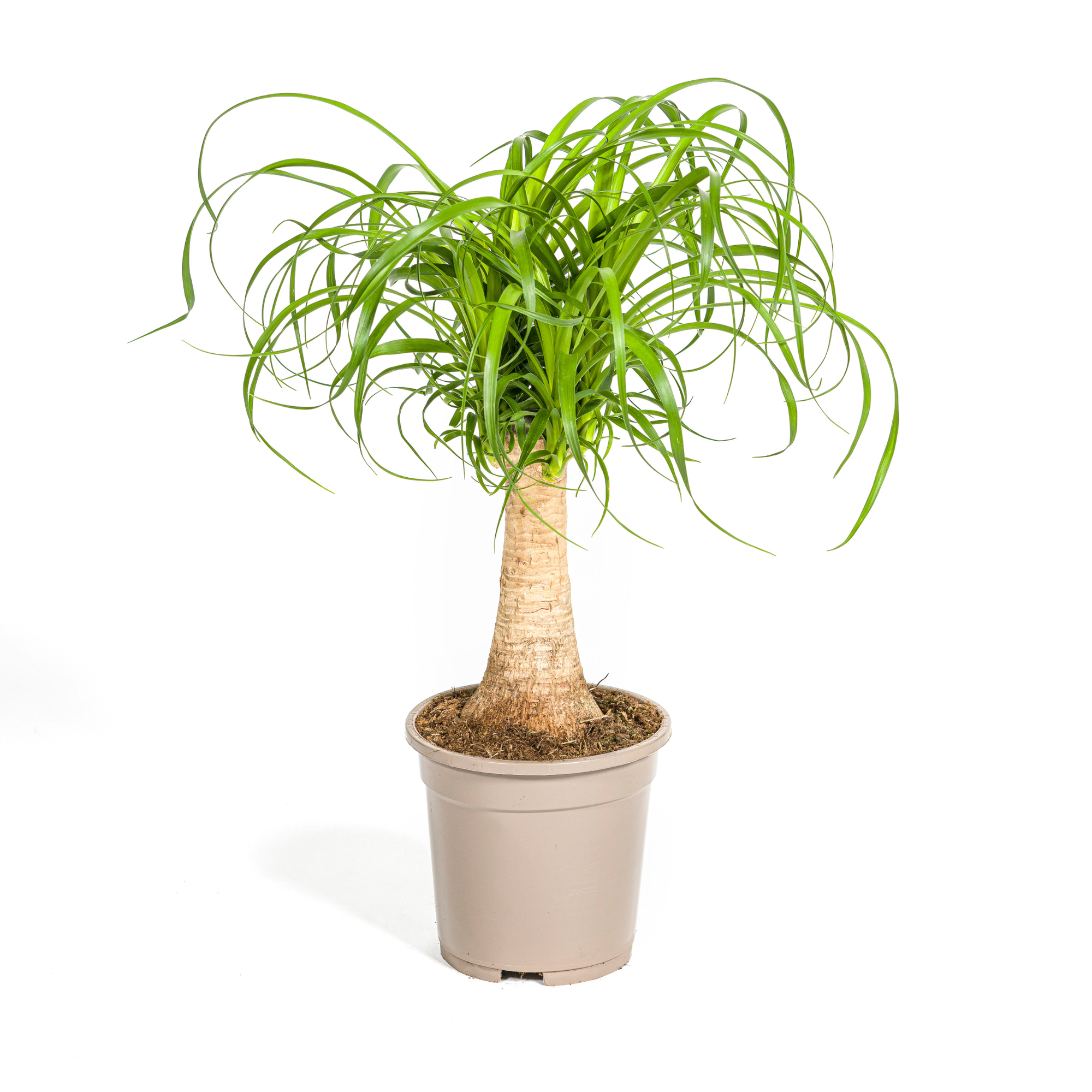La Green Touch - Beaucarnea Recurvata Tige Ø17 Cm - D17 H40cm - Image 2
