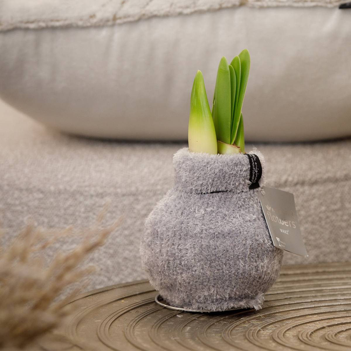 Lot de 2 - Bulbe d'Amaryllis en Cire - Cosy Grjis - Bulbe à Fleurs - H. 15-25 cm à la Livraison - Image 2
