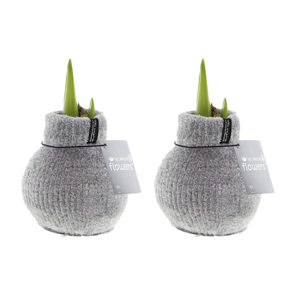 Lot de 2 - Bulbe d'Amaryllis en Cire - Cosy Grjis - Bulbe à Fleurs - H. 15-25 cm à la Livraison - Image 1