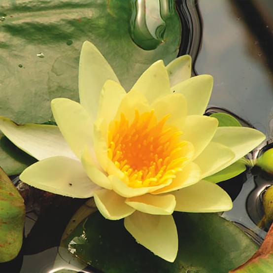 Nymphaea Yellow Sensation - Nénuphar rustique jaune Pot de 1L/1,5L