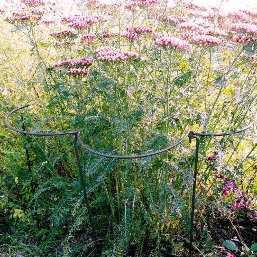 Harrod Horticultural - Support à plantes courbé en acier (Lot de 6) Harrod Horticultural - Imagen 2