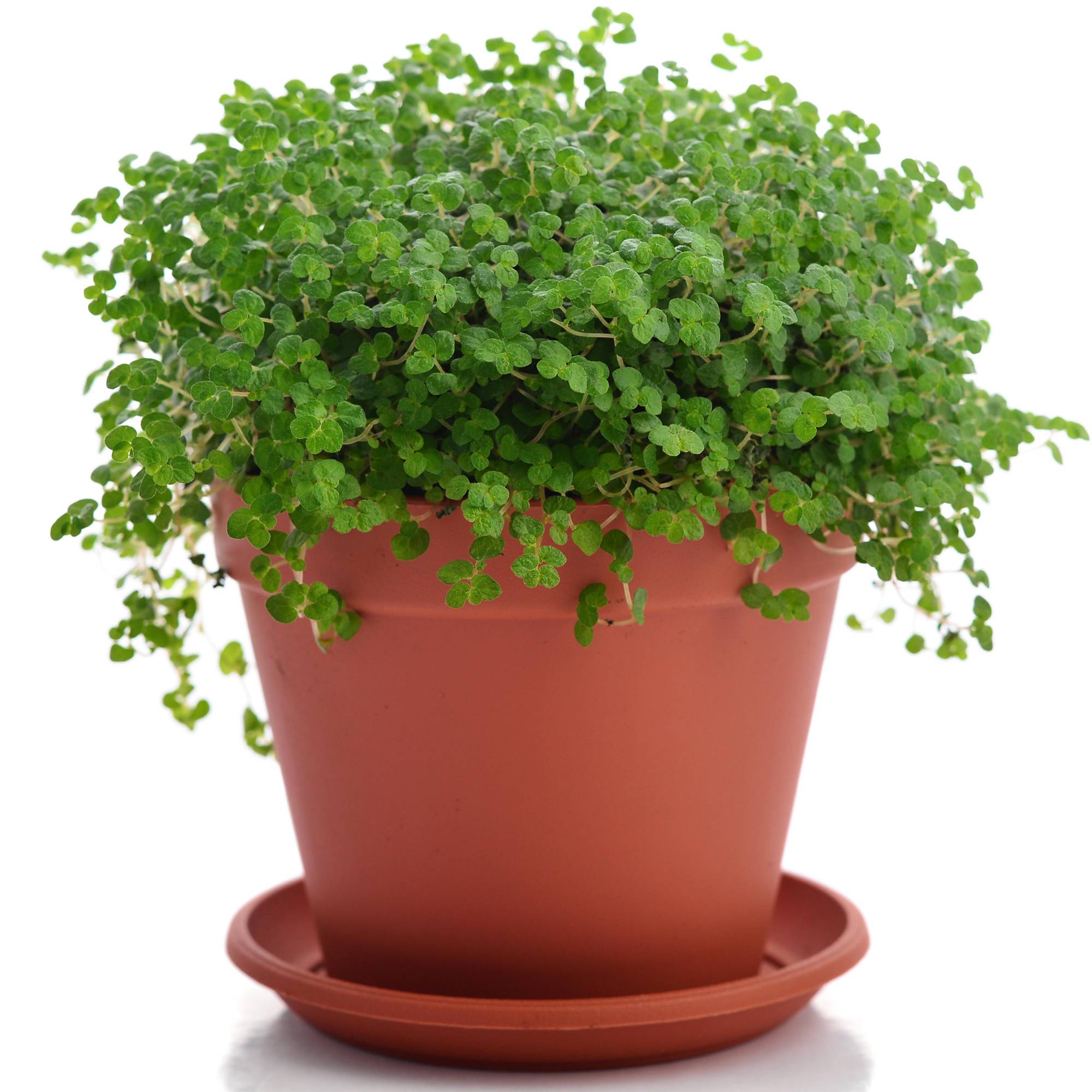 Gardenersdream - Soleirolia Helxine Vert Plante D'Intérieur  | Hélixine De 20 À 30 Cm (Pot Inclus) - GardenersDream - Imagen 1