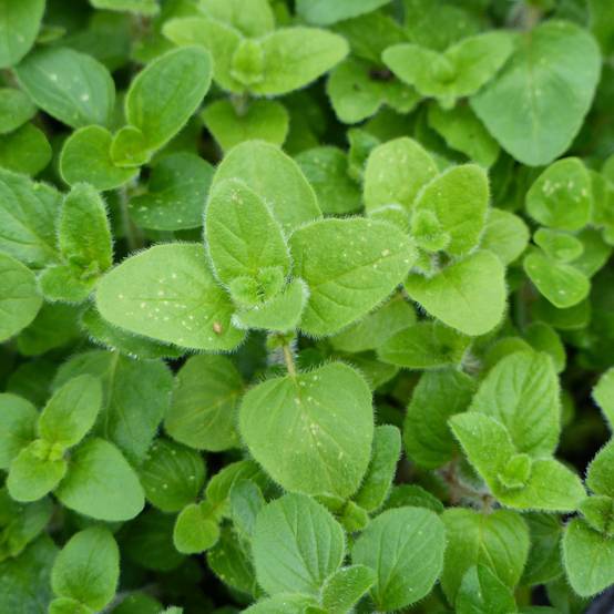 Promesse de Fleurs - Origan - Marjolaine vivace en plant BIO Godet de 8/9 cm
