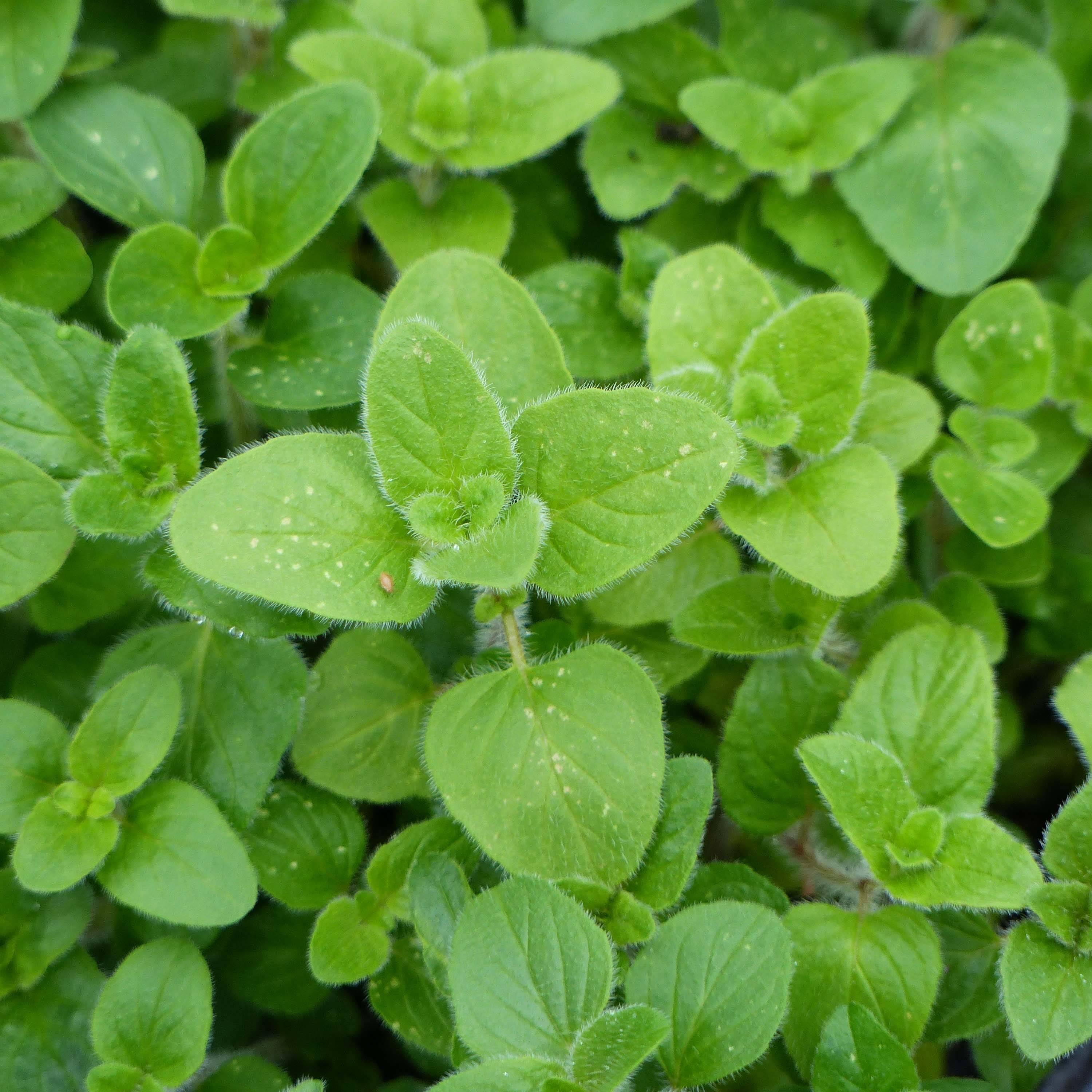 Promesse de Fleurs - Origan - Marjolaine vivace en plant BIO Godet de 8/9 cm