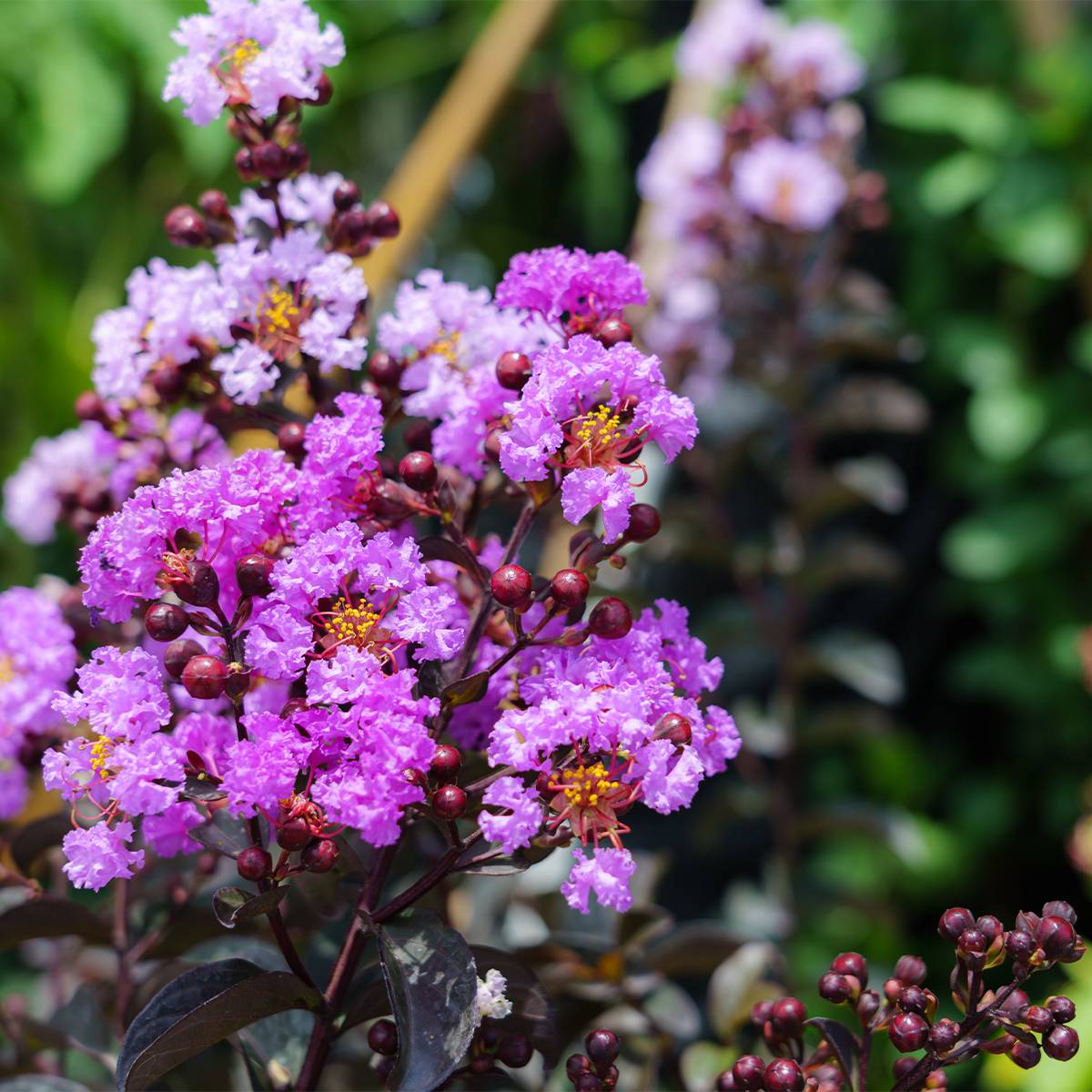 Lagerstroemia indica Black Diamond Lavender Lace - Lilas des Indes Pot de 7,5L/10L, Demi-Tige - Image 1