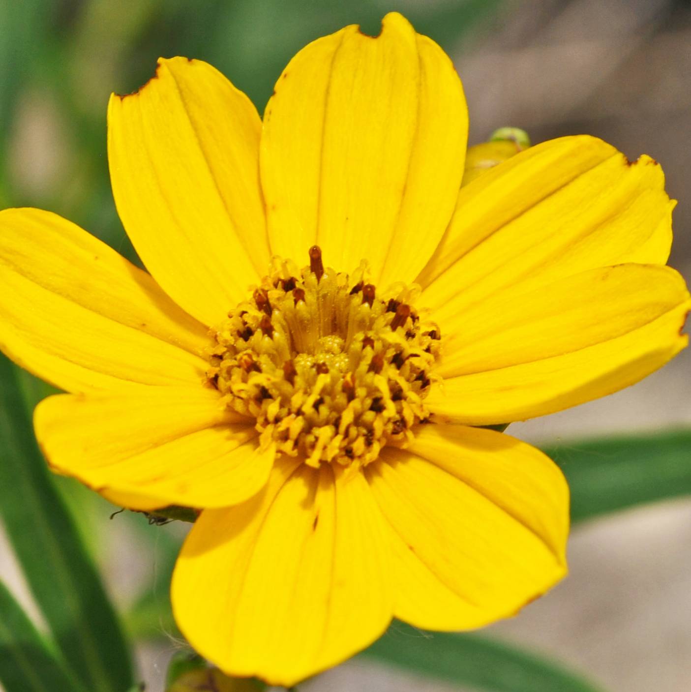 Promesse de Fleurs - Coreopsis palmata Godet de 8/9 cm