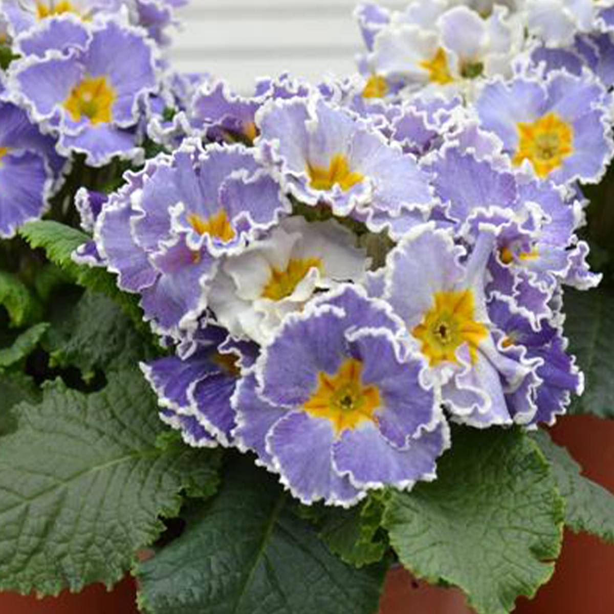 Promesse de Fleurs - Primevère Frilly Jeans - Primula acaulis Mini-motte Ø 1,5/2,5 cm