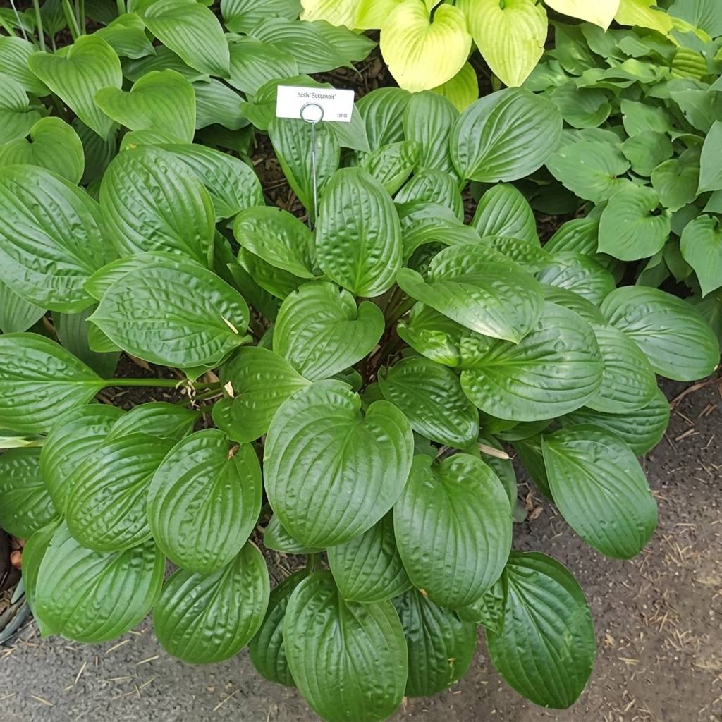 Promesse de Fleurs - Hosta Celtic Uplands Pot de 1,5L/2L