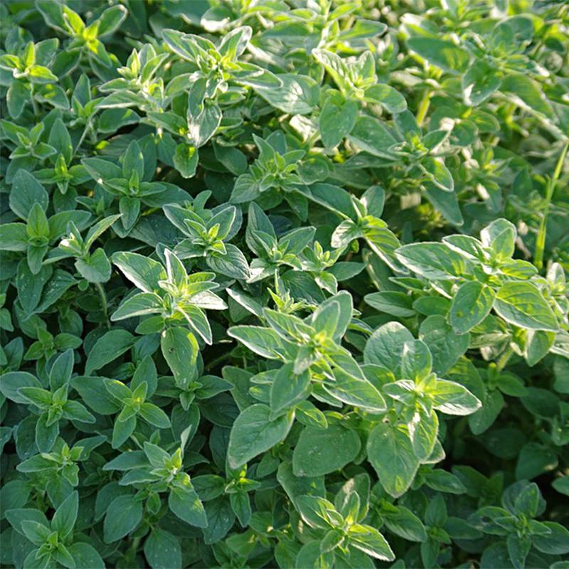 Promesse de Fleurs - Marjolaine annuelle - Origanum majorana le sachet de 2400 graines environ (0,7g)