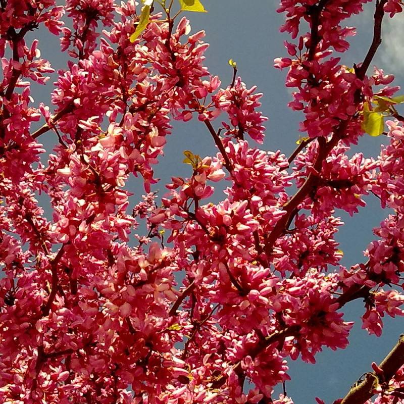 Cercis du Canada Appalachian Red, Arbre de Judée, Gainier du Canada à fleurs Rouge/ - feuillage Caduc - Pot de 15L - Baliveau - Image 3