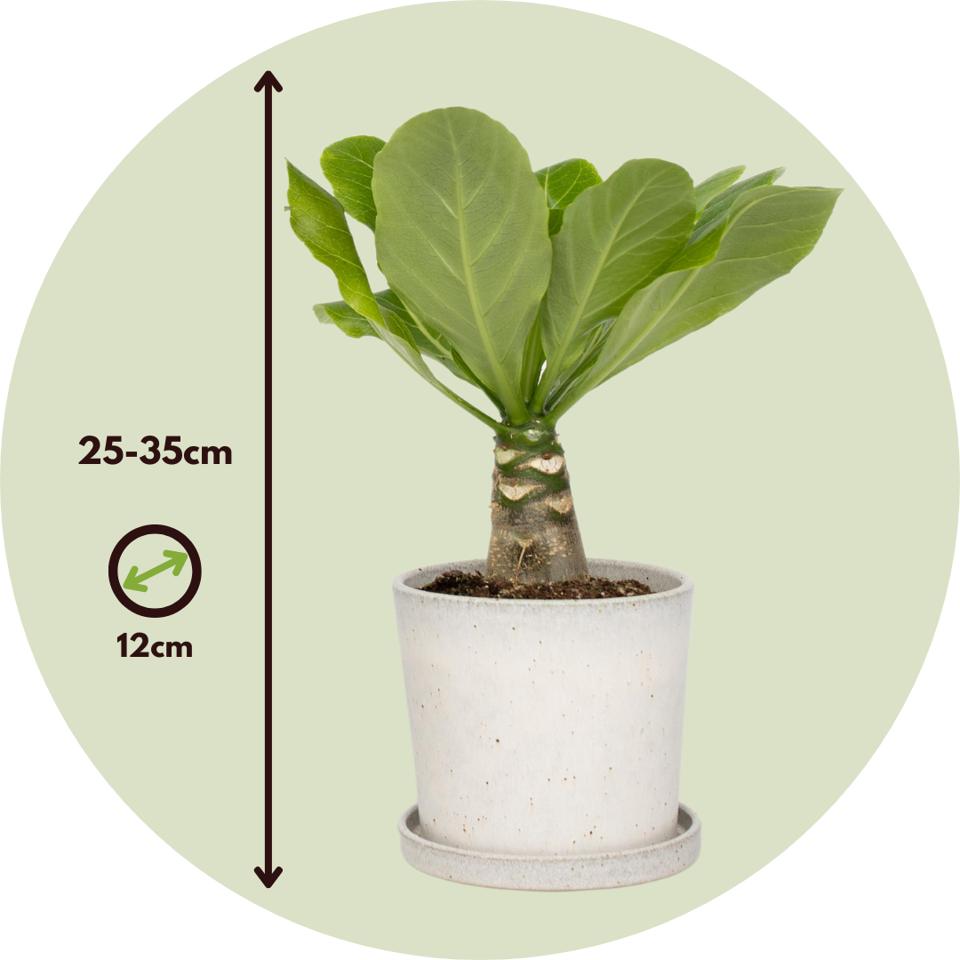 Palmier hawaïen - Set de 2 - Brighamia 'Insignis' - Hauteur 25-35cm - ⌀12cm - Imagen 6