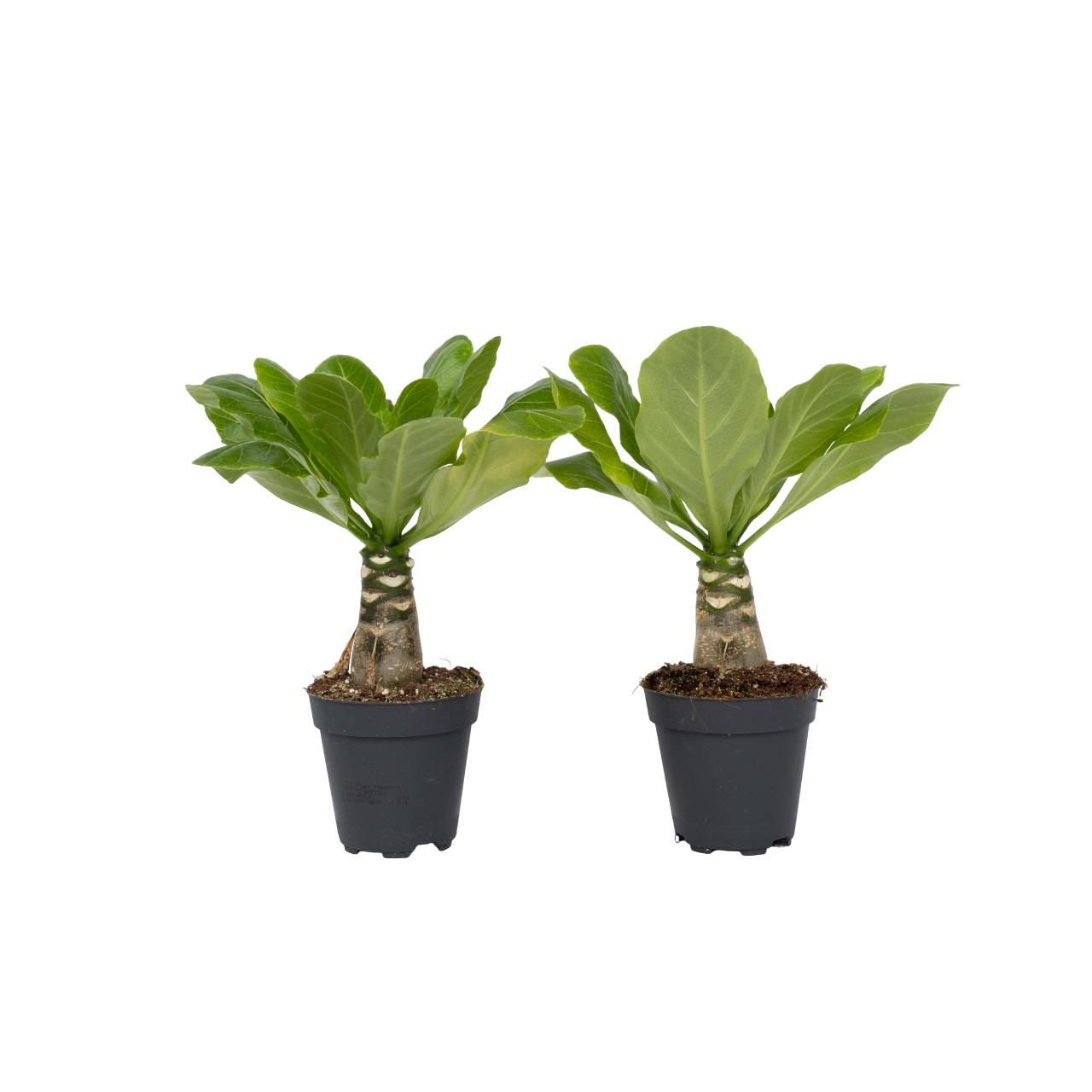 Palmier hawaïen - Set de 2 - Brighamia 'Insignis' - Hauteur 25-35cm - ⌀12cm - Imagen 1