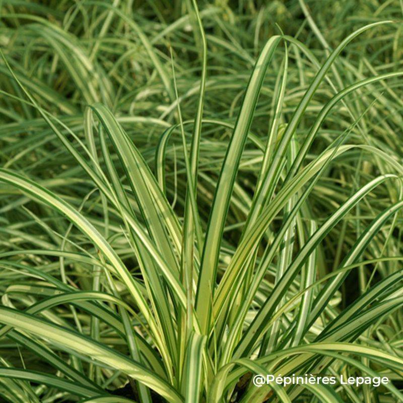 3 Laîches d'Oshima 'Evergold' (Carex oshimensis 'Evergold') - Lot de 3 graminées - Pépinières Naudet
