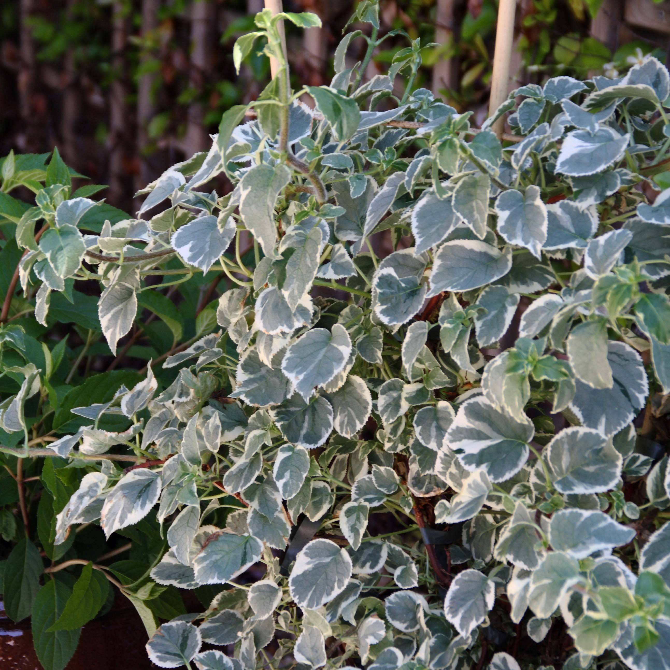 Promesse de Fleurs - Hortensia grimpant - Hydrangea petiolaris Silver Lining Pot de 2L/3L