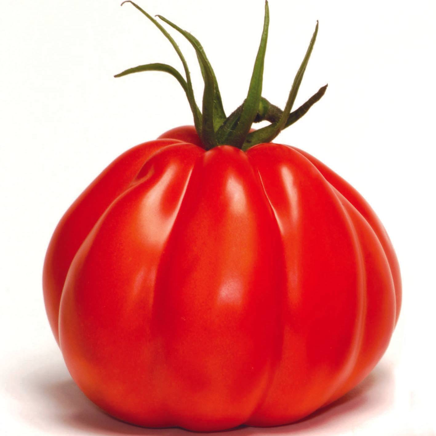 Tomate Corazon F1 en plants Mini-motte Ø 1,5/2,5 cm, Livré en hauteur de 5 à 10 cm (par 5)