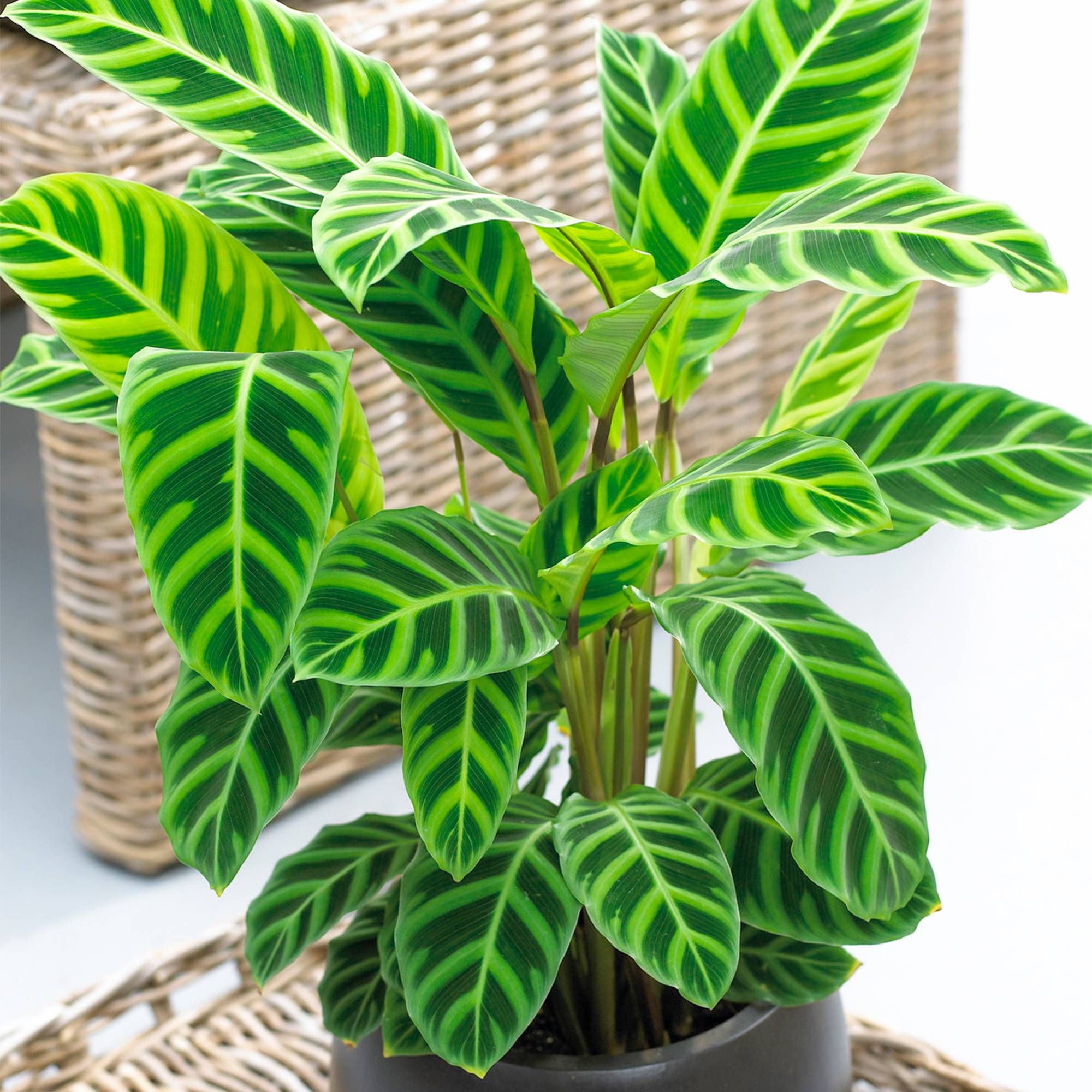 Gardenersdream - Calathea Zebrina | Plante D'Intérieur Ornementale | Plante En Pot 30-40 Cm - GardenersDream - Imagen 1