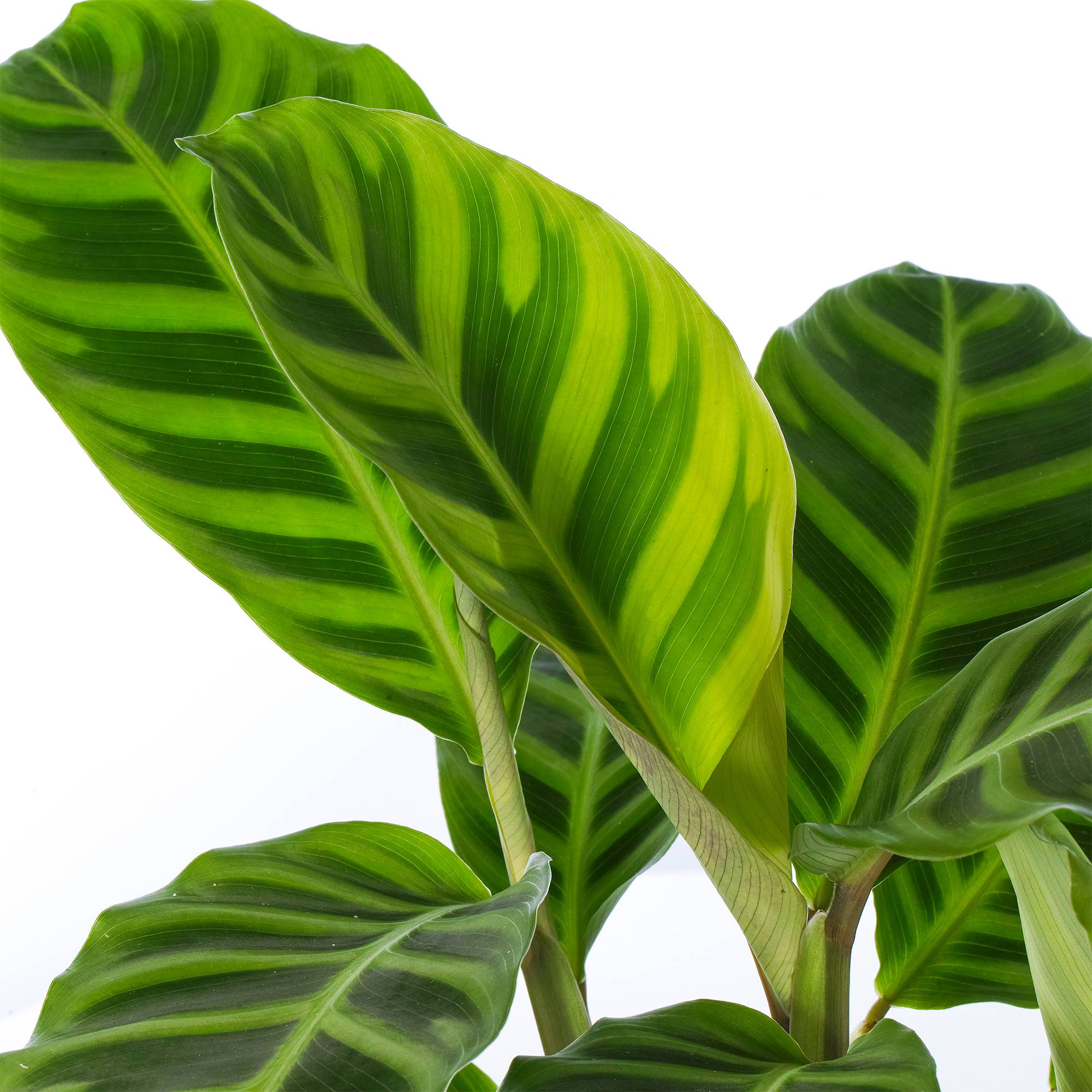 Gardenersdream - Calathea Zebrina | Plante D'Intérieur Ornementale | Plante En Pot 30-40 Cm - GardenersDream - Imagen 3