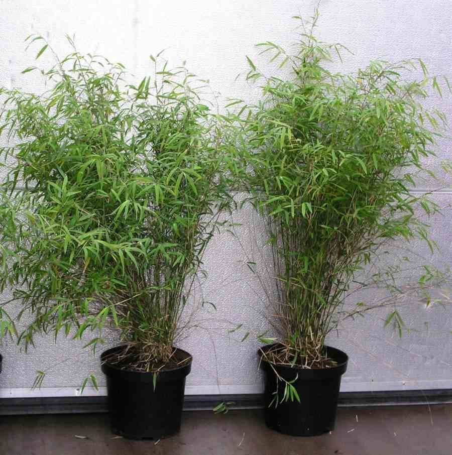 0 - Fargesia angustissima (Bambou non traçant) Pot 10 Litres - 100/120cm - 6/10 cannes