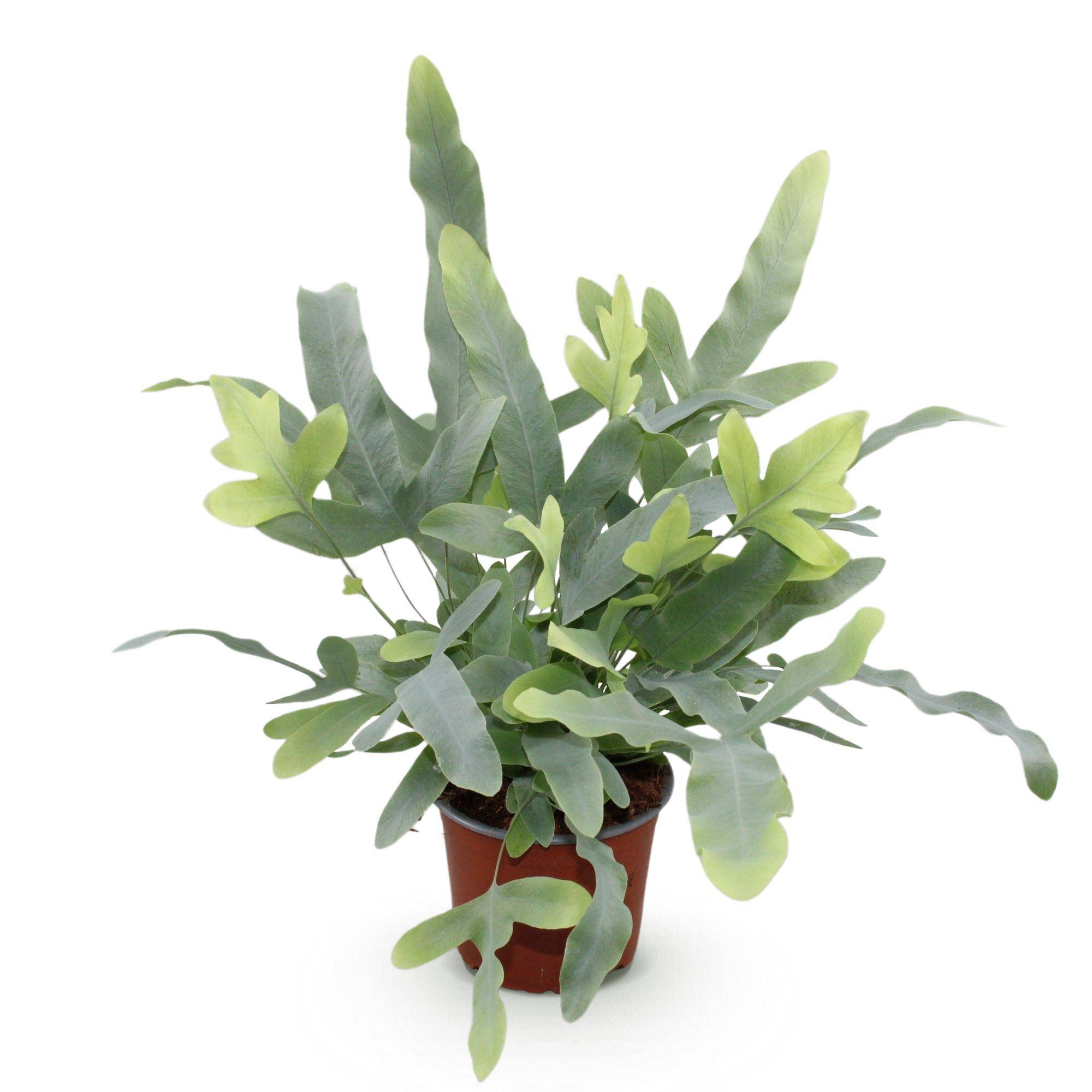 La Green Touch - Phlebodium aureum Blue Star - Fougère Blue Star - Pot Ø12 cm, H 30 cm - Image 2