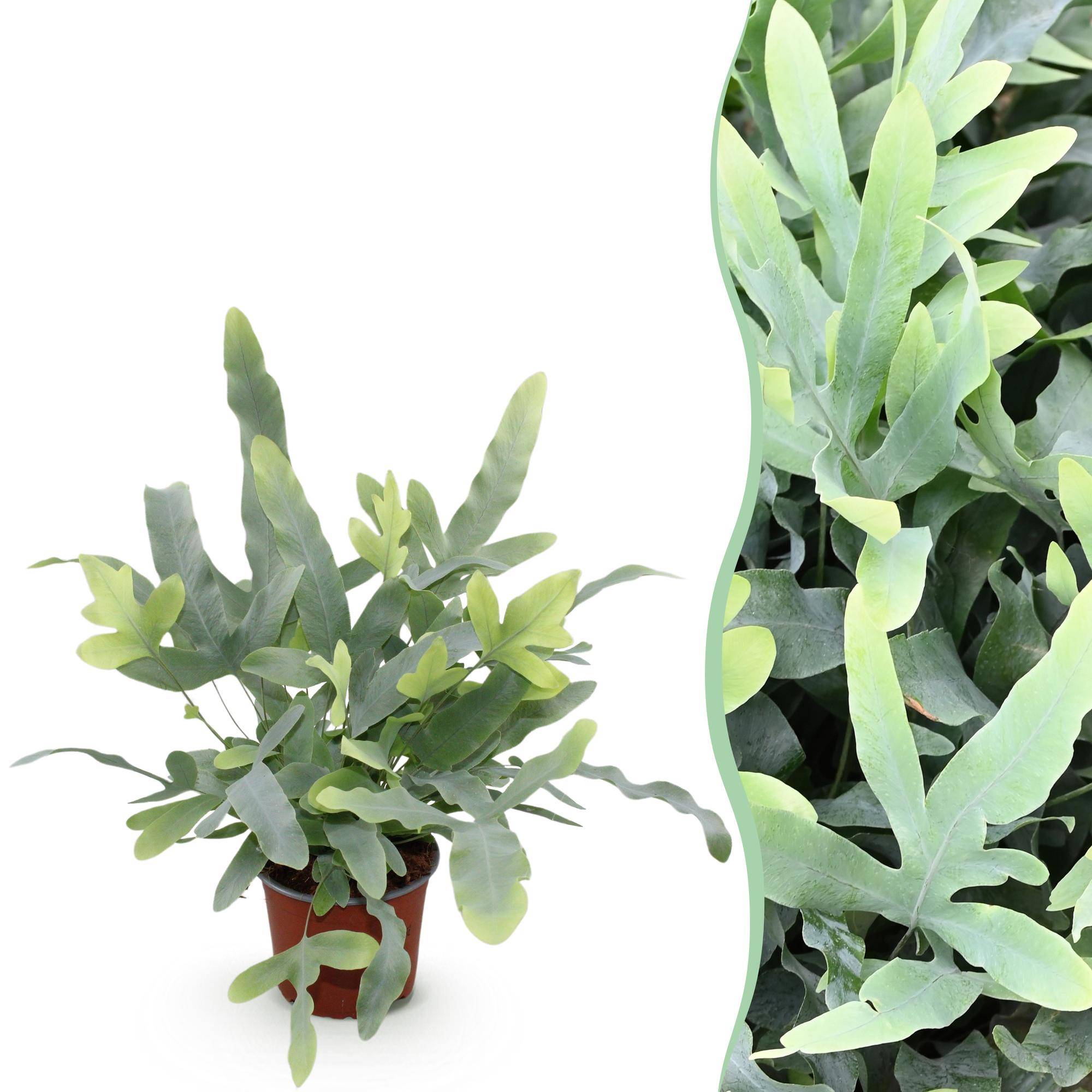 La Green Touch - Phlebodium aureum Blue Star - Fougère Blue Star - Pot Ø12 cm, H 30 cm - Image 1