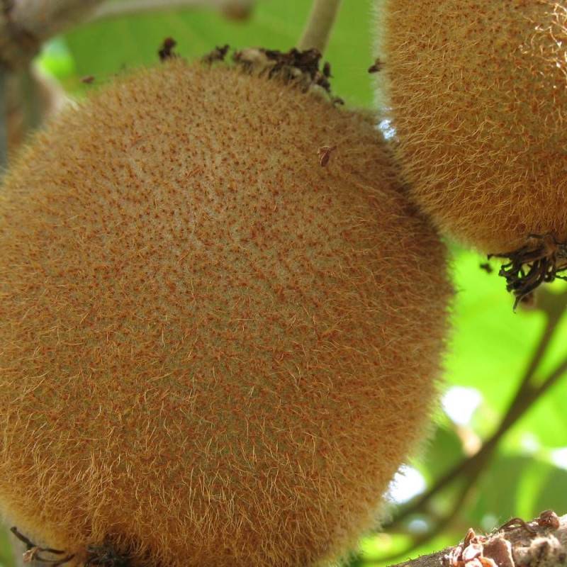 Kiwi Bruno (Femelle) à fleurs Blanche - feuillage Caduc - Godet - 5/20 cm-  hauteur à maturité De 3,00 m à 5,00 m - Imagen 7
