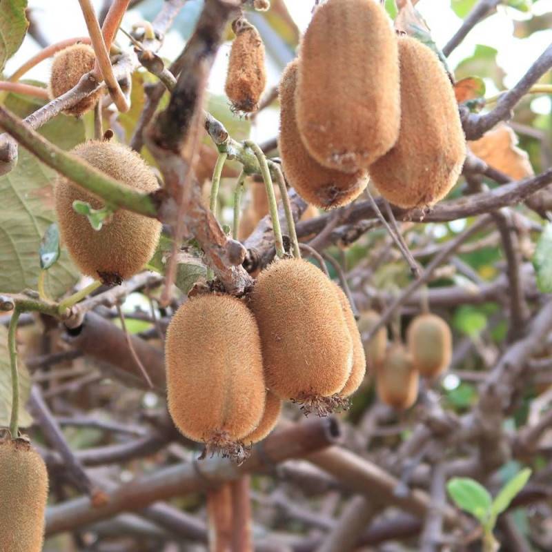Kiwi Bruno (Femelle) à fleurs Blanche - feuillage Caduc - Godet - 5/20 cm-  hauteur à maturité De 3,00 m à 5,00 m - Imagen 6