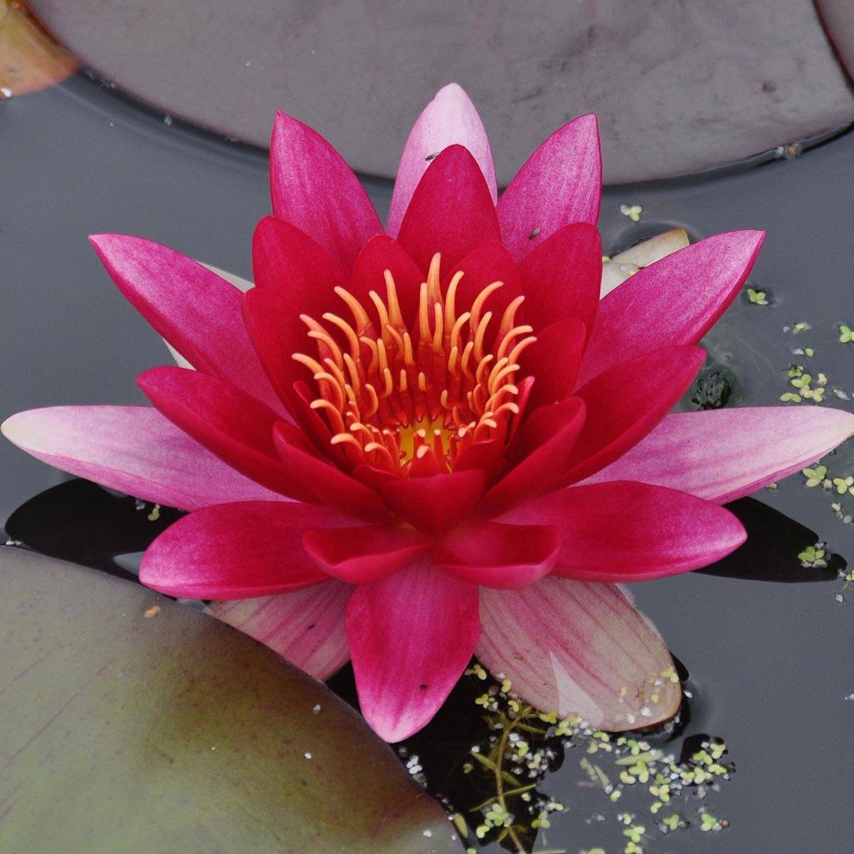 Promesse de Fleurs - Nymphaea Attraction - Nénuphar rouge Pot de 1L/1,5L