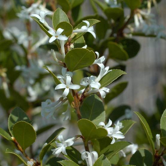 Osmanthus Heaven Scent - Osmanthe Pot de 3L/4L