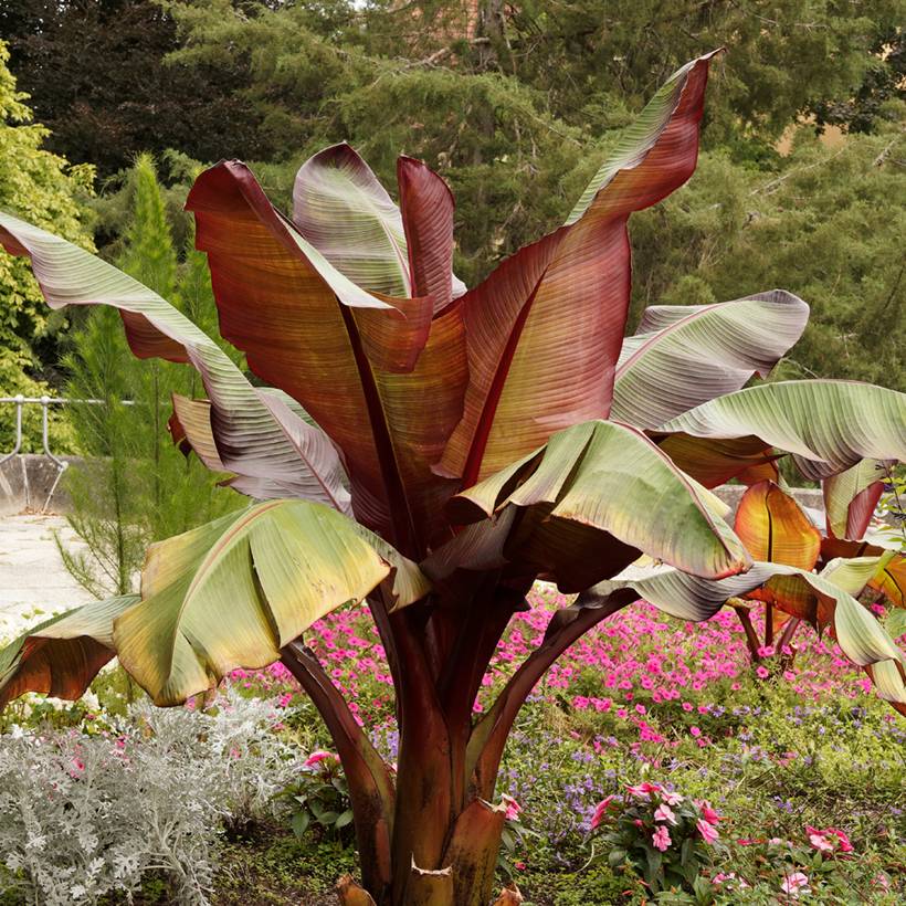Promesse de Fleurs - Ensete ventricosum Maurelii - Bananier rouge d'Abyssinie Pot de 2L/3L
