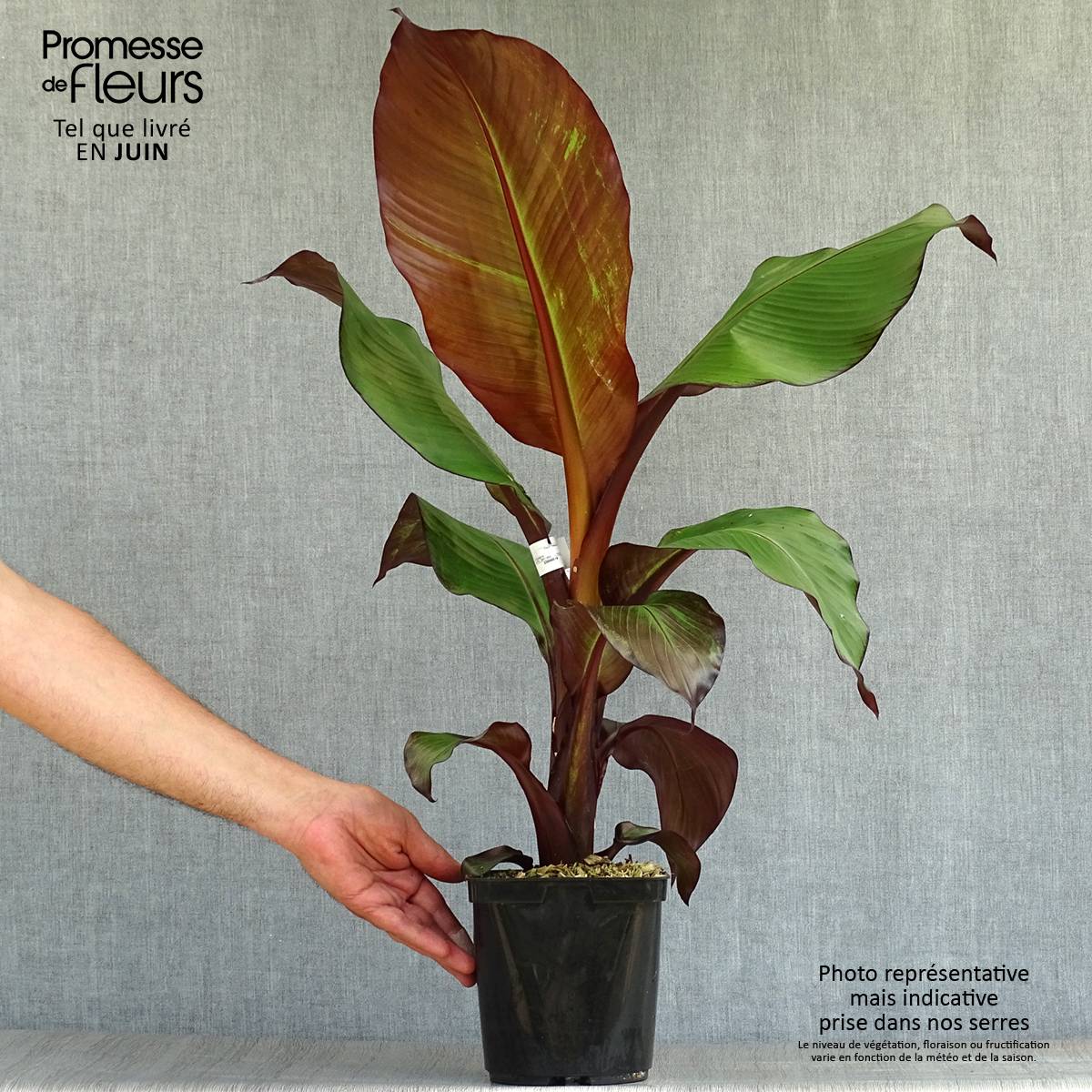 Promesse de Fleurs - Ensete ventricosum Maurelii - Bananier rouge d'Abyssinie Pot de 2L/3L - Image 2