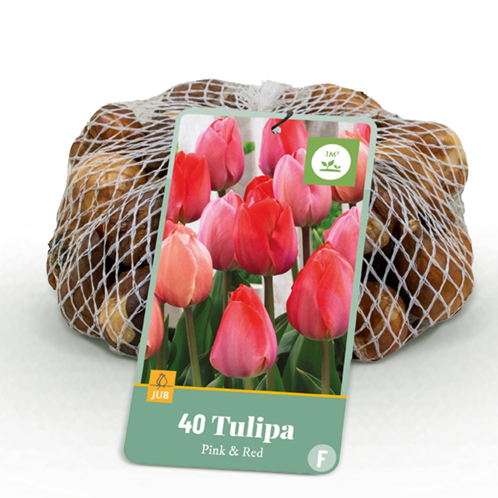 La Green Touch - Tulipe (Tulipa) 'Pink-Red'