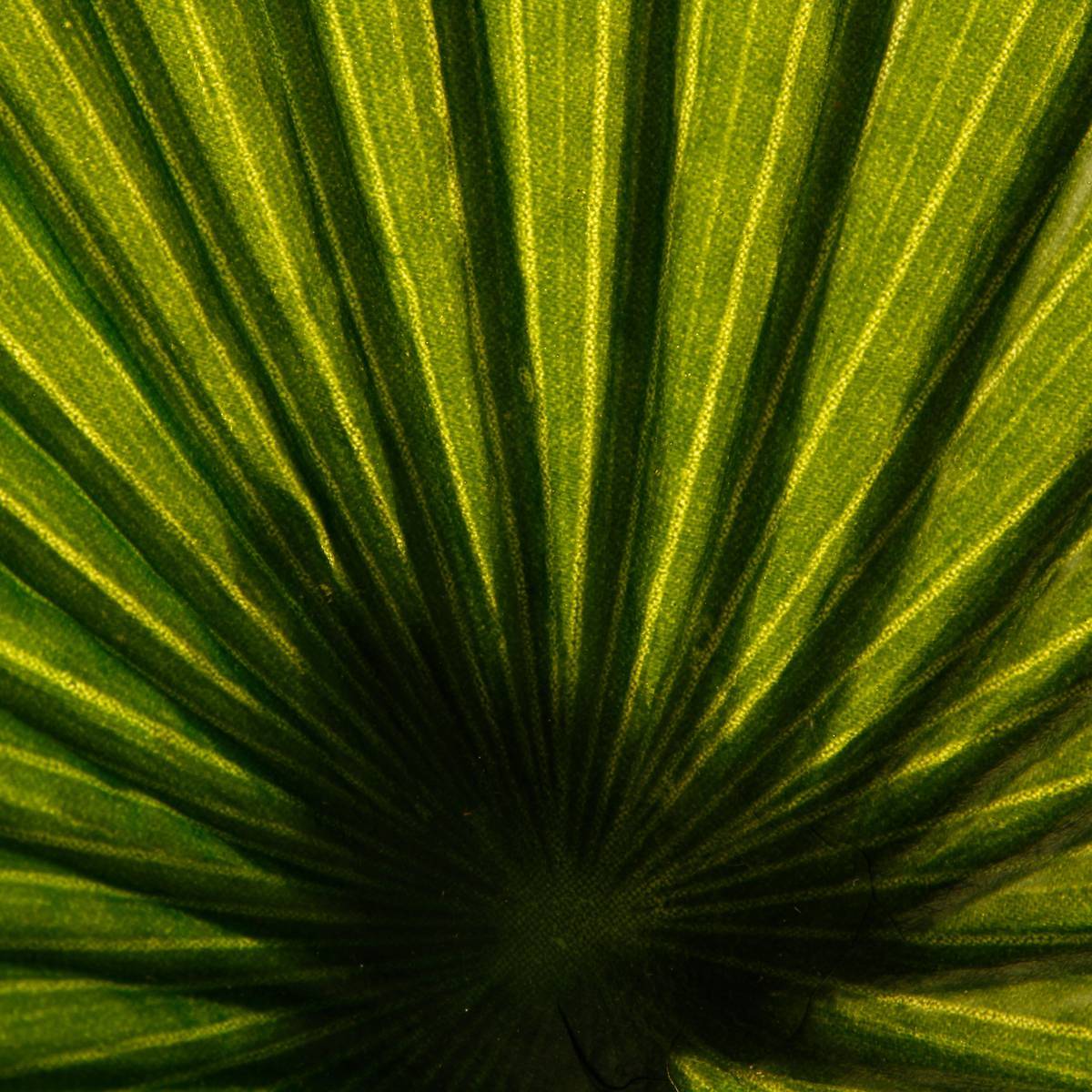 Atmosphera - Palmier artificiel H180cm - Atmosphera Créateur d'intérieur - Imagen 2