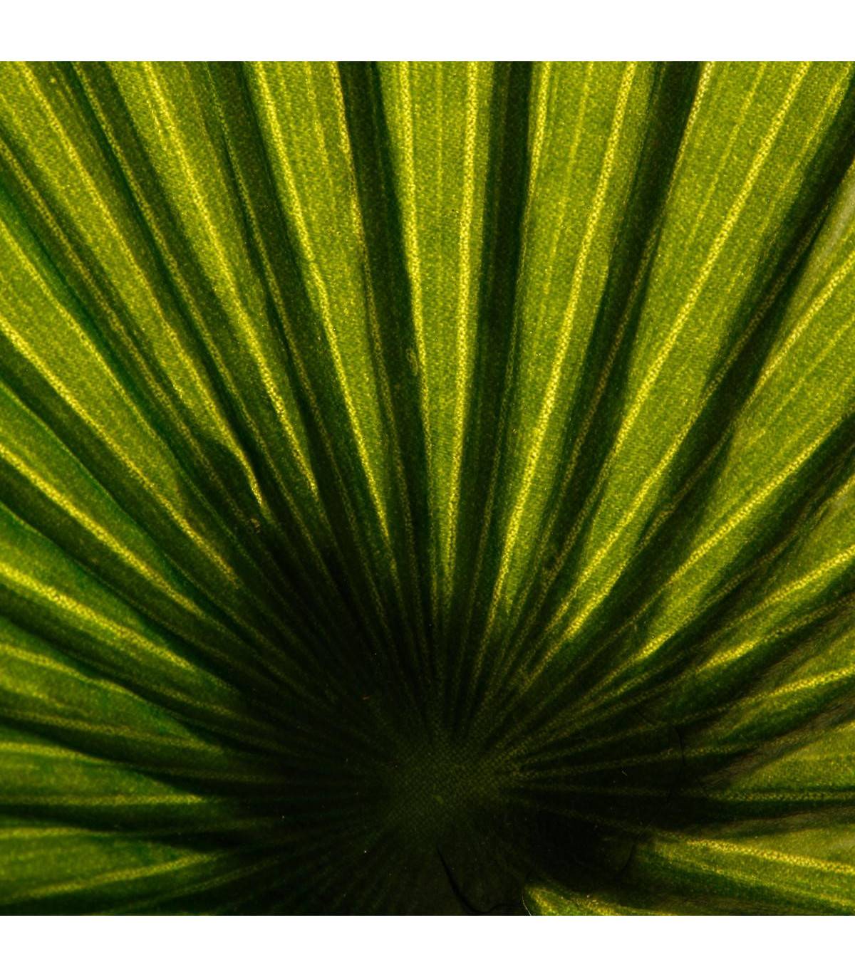 Plante artificielle Palmier en pot H 180 cm - Image 2