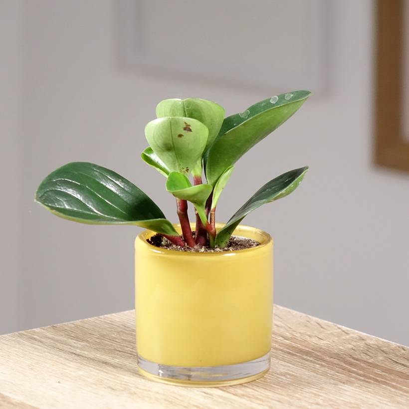 Promesse de Fleurs - Peperomia Red Canyon Mini-plante