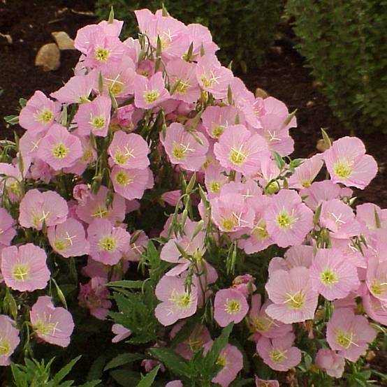 Graines d'onagre élégante Evening Pink - Oenothera speciosa le sachet de 750 graines environ (0,4g)