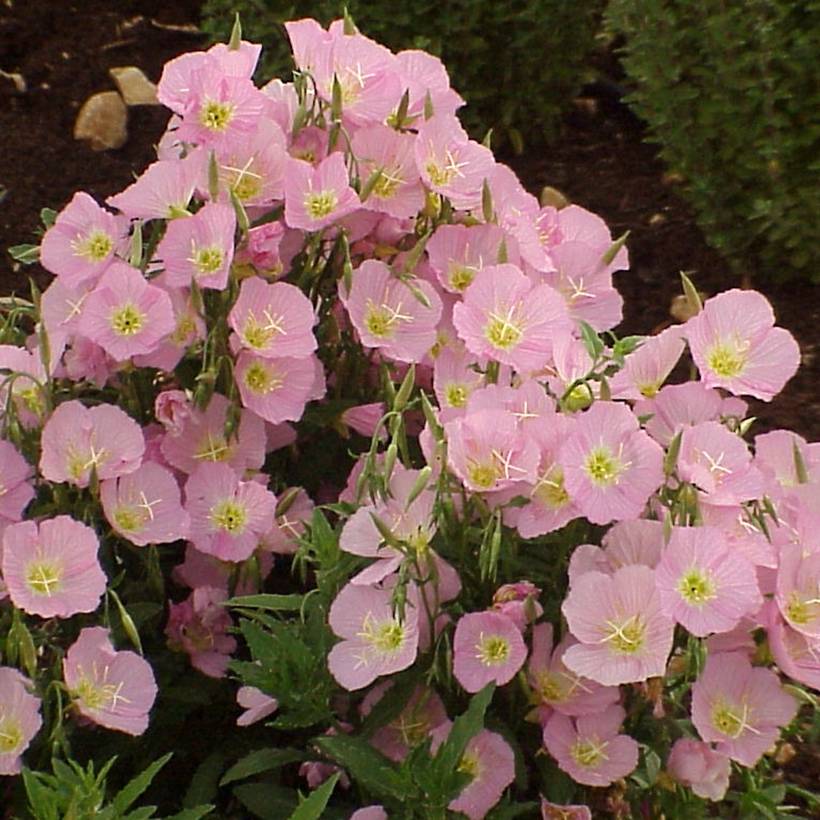 Graines d'onagre élégante Evening Pink - Oenothera speciosa  le sachet de 750 graines environ (0,4g)