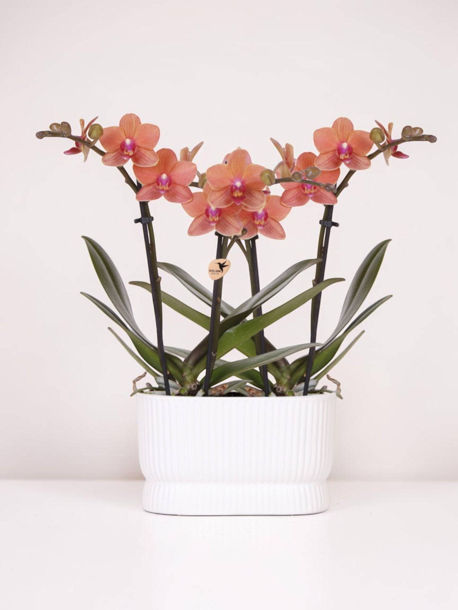 Set D'orchidées Diabolo Twin Blanc - H35cm