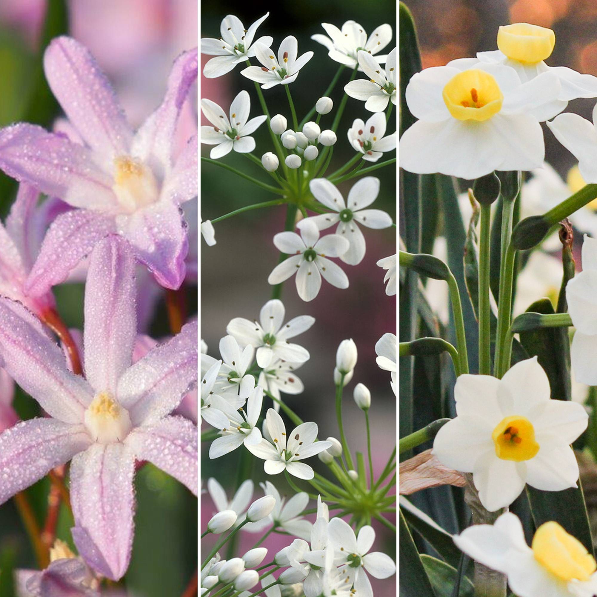 Gardenersdream - Jardin de bulbes Tulipe rose Allium Crocus Chionodoxa Allium Narcisse Bulbes à fleurs (125 bulbes) - Imagen 4